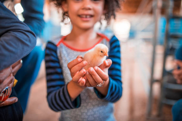 poulet tenant dans ses mains - 2857 photos et images de collection