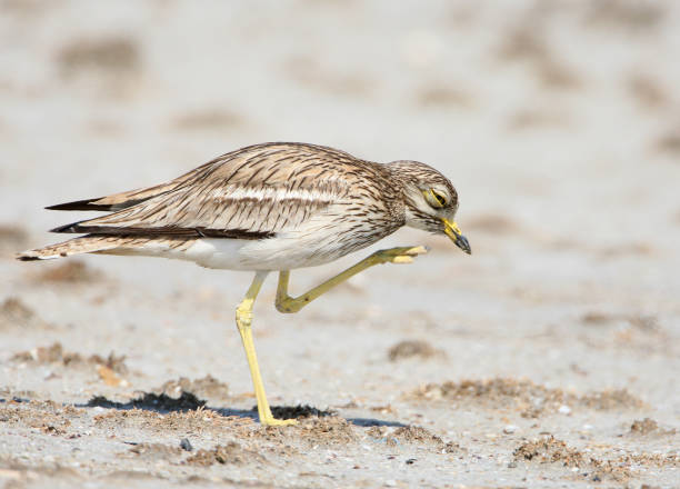 close-up portrait eines vogels mit einer erhöhten pfote - stone curlew stock-fotos und bilder