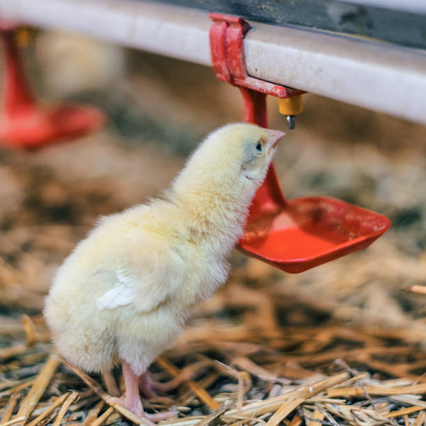 istock Baby chicken at the farm drinking water 901938594