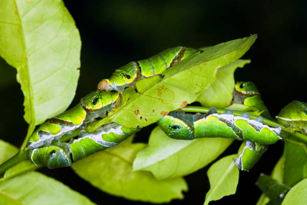 istock caterpillar worm on branch in the garden 901938624