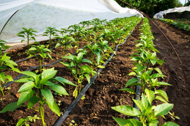 serra con pianta di pepe e irrigazione a goccia - messa a fuoco selettiva - greenhouse pepper vegetable garden agriculture foto e immagini stock