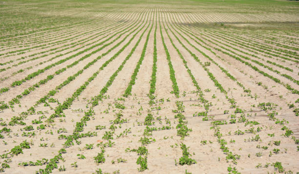 klimawandel und globale erwärmung. dürre auf soja-feld. - crop damage stock-fotos und bilder