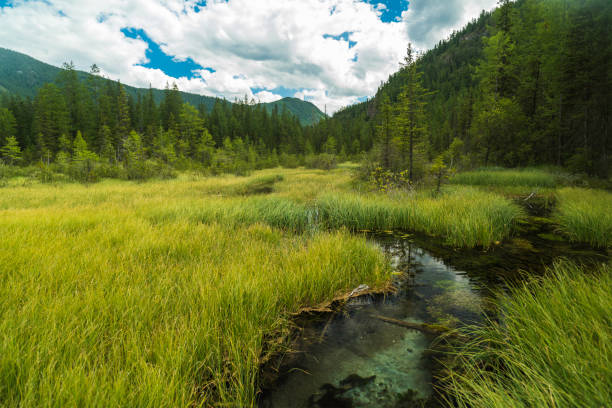 istock Summer mountain landscape of Altai 901945228