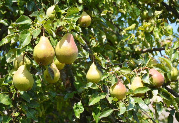 birnen: pflanzung, zuwachsen und schädel. wachsende birnen im heimischen garten. - pear tree stock-fotos und bilder