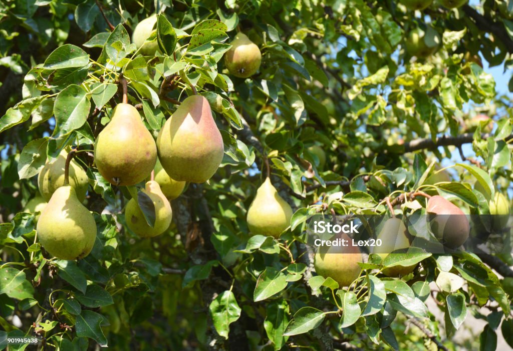 Pears: Planting, Growing, and Harvesting Pears. Growing pears in home garden. Pear Tree Stock Photo