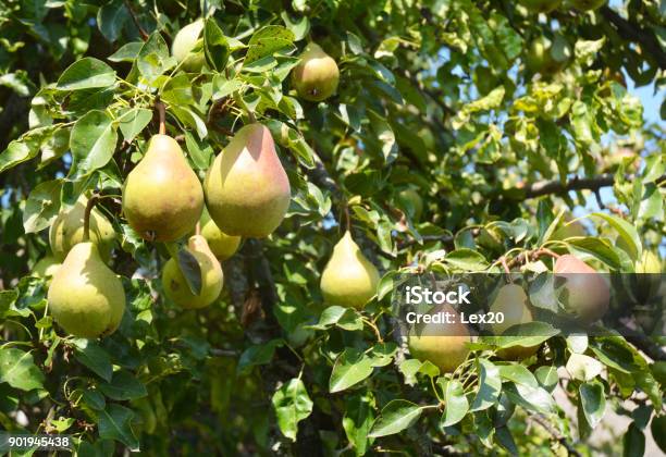 Pears Planting Growing And Harvesting Pears Growing Pears In Home Garden Stock Photo - Download Image Now