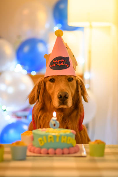 istock Golden Retriever and birthday cake 901948598