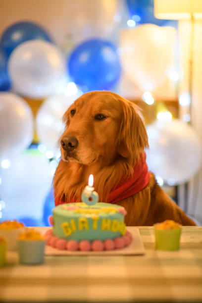 istock Golden Retriever and birthday cake 901948600