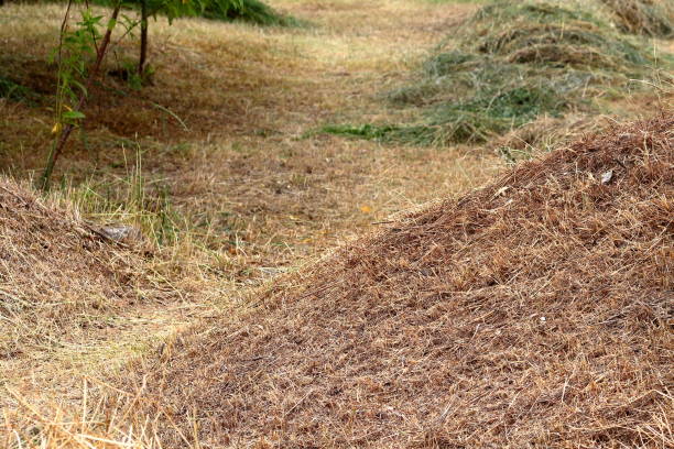 istock Mowed dry grass lying on soil. Dry bevelled hay close-up. 901948814