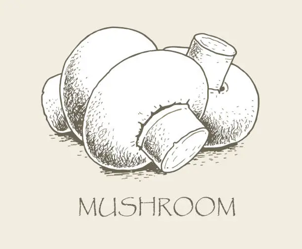 Vector illustration of Hand drawn mushrooms