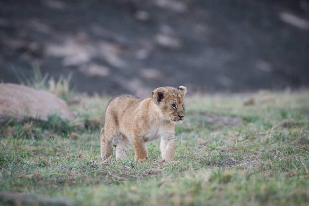 istock Lion cub in Masai Mara 901949702