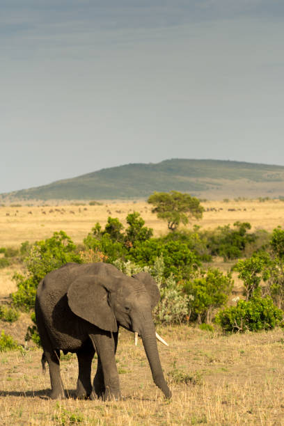 istock African elephan in Masai Mara 901950470