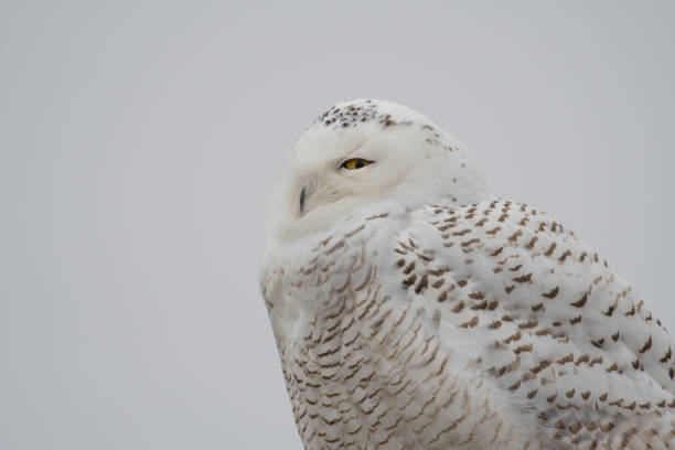 istock Portrait of snowy owl 901953890