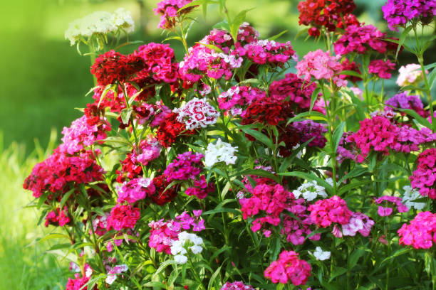 blumenbeet dianthus barbatus. farbfoto von william blumen - caryophyllaceae stock-fotos und bilder