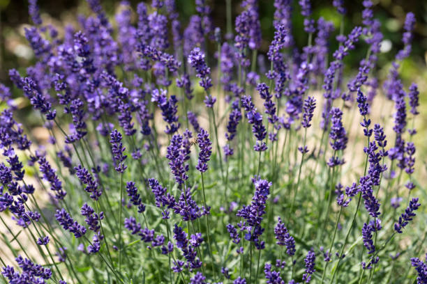 istock Garden with the flourishing lavender 901959710