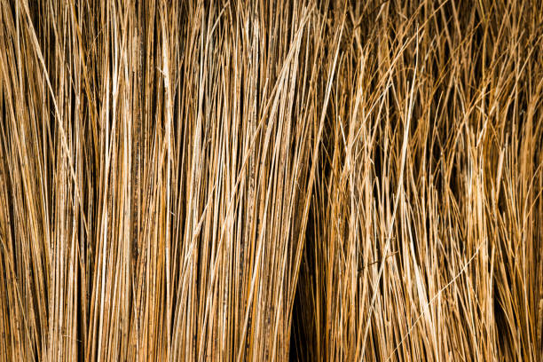 rice paddy field after harvesting in rural thailand