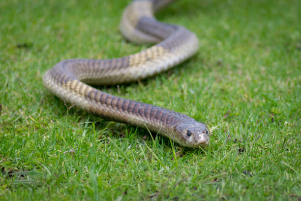 adult snouted cobra - snouted imagens e fotografias de stock