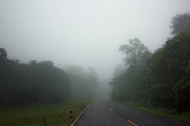 istock Road through the forest with foggy. 901968898