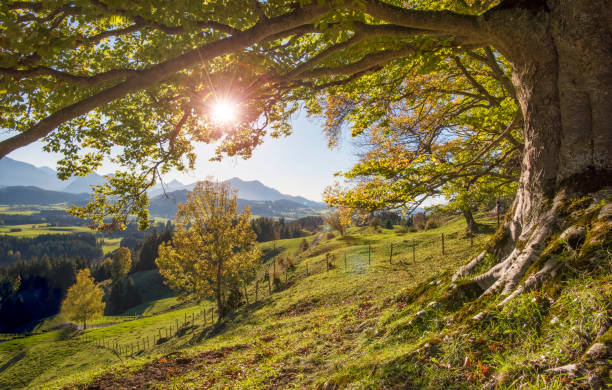 big old beech tree in autumn with sunset and sunbeams over alps mountains in Bavaria, Germany