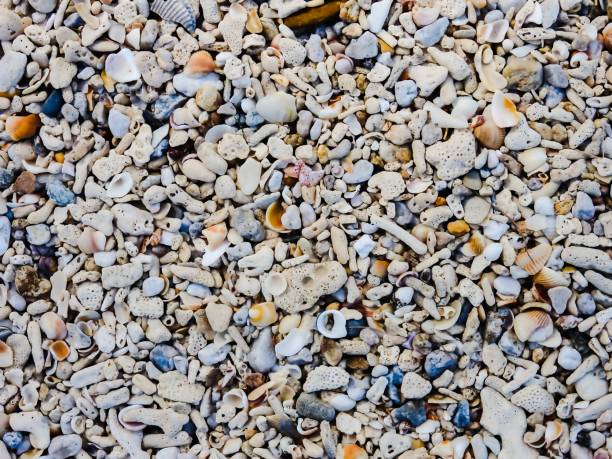istock Sandy beach with small stones shells and coral rock 901969732