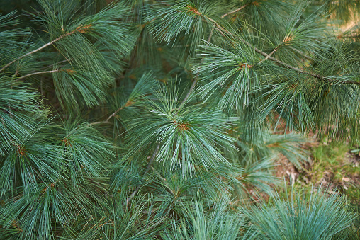 Pinus wallichiana  branch