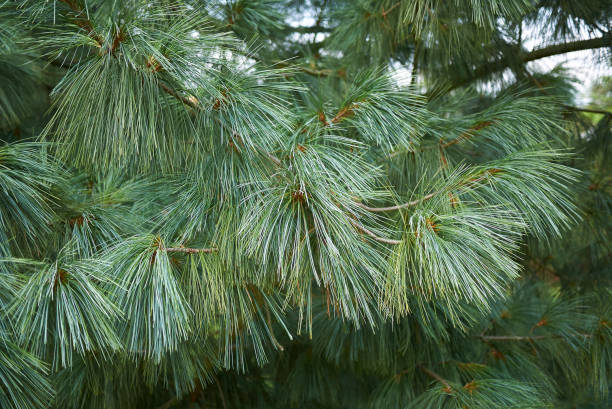 Pinus wallichiana Pinus wallichiana  branch pinus wallichiana stock pictures, royalty-free photos & images