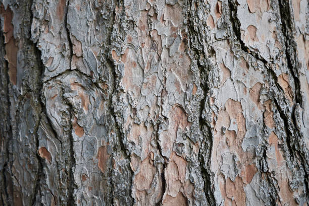 Pinus wallichiana Pinus wallichiana bark pinus wallichiana stock pictures, royalty-free photos & images