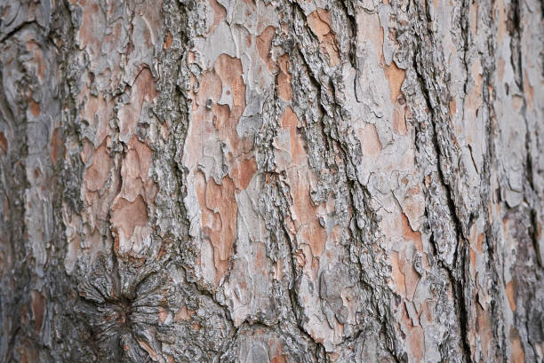 Pinus wallichiana Pinus wallichiana bark pinus wallichiana stock pictures, royalty-free photos & images