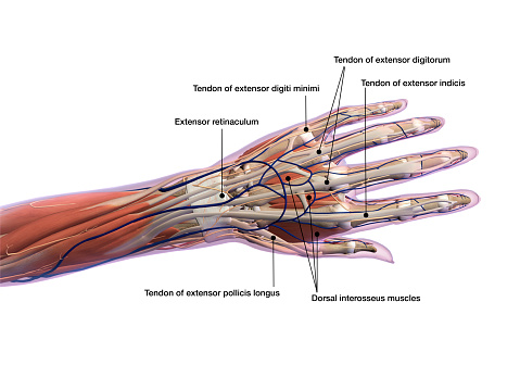 Muscle, tendons and connective ligaments of wrist and hand with labeling.  Dorsal (back) view.