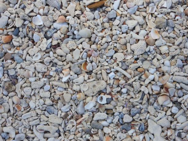 istock Sandy beach with small stones shells and coral rock 901973176