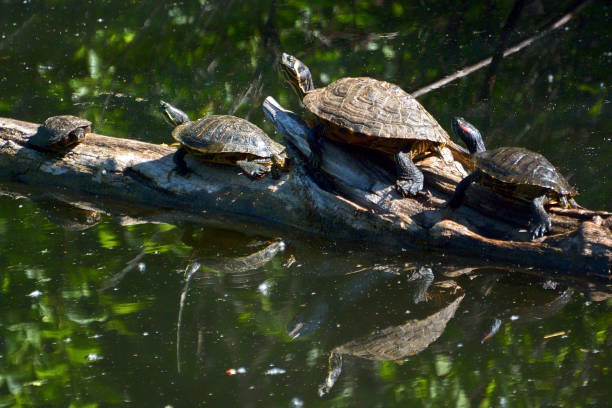 istock Turtles on Log at Turtle Bay Park, Redding, California 901973262