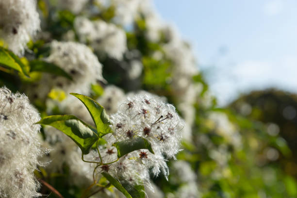 istock Green leaves with flowers against blue sky 901973492
