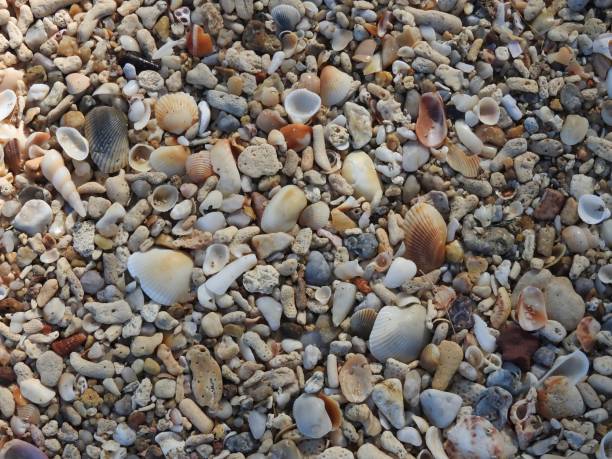 istock Sandy beach with small stones shells and coral rock 901975948