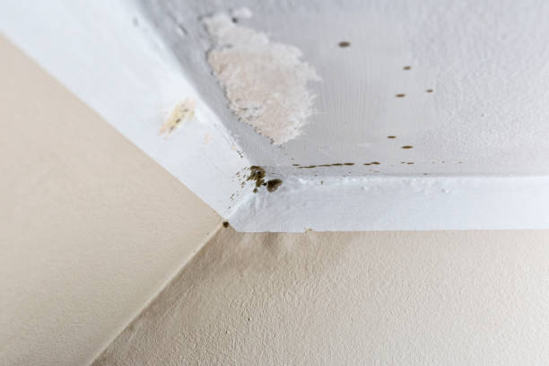 istock Damage caused by damp on a wall in house 901976230