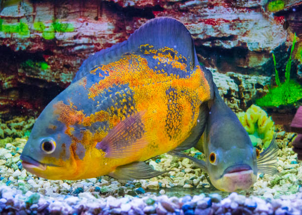 istock Astronotus ocellatus. Oscar fish (Astronotus ocellatus) swimming underwater 901976532