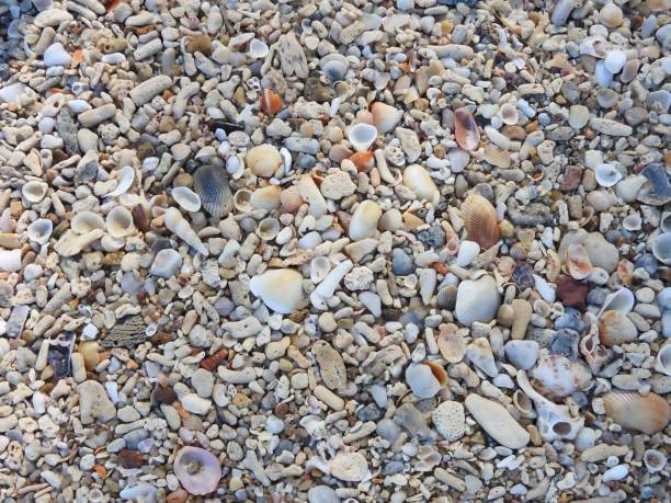 istock Sandy beach with small stones shells and coral rock 901976644