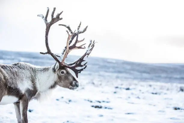 Beautiful reindeer up in the Aviemore Mountain, with no string attach.