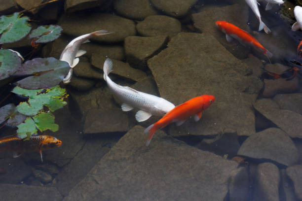 istock Lily, gold fish in a man made pond. 901977594