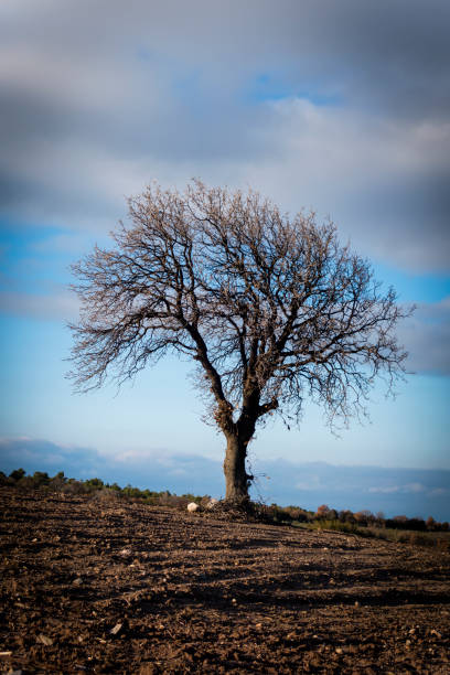 A lonely tree in the middle of plowed field