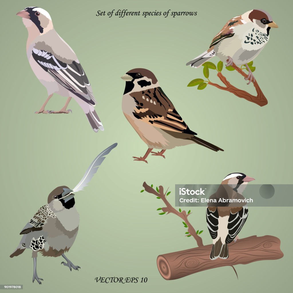 Set of realistic different species of sparrows on branches Set of realistic different species of sparrows on  branches, isolated. Each object is located on a separate layer Bird stock vector