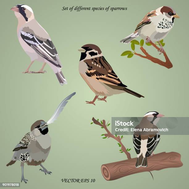 Set Of Realistic Different Species Of Sparrows On Branches Stock Illustration - Download Image Now