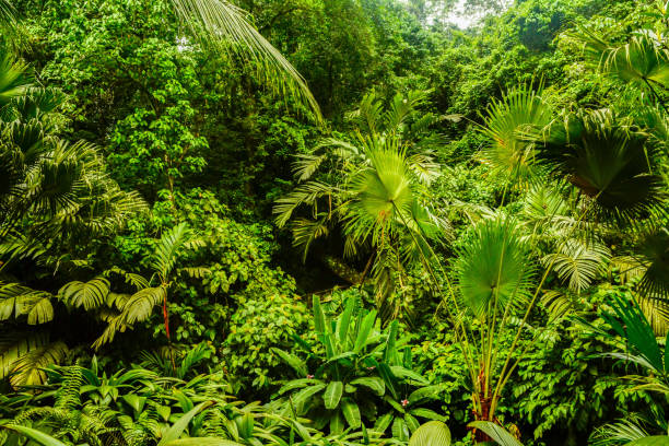 istock Rainforest Habitat in Costa Rica 901980912