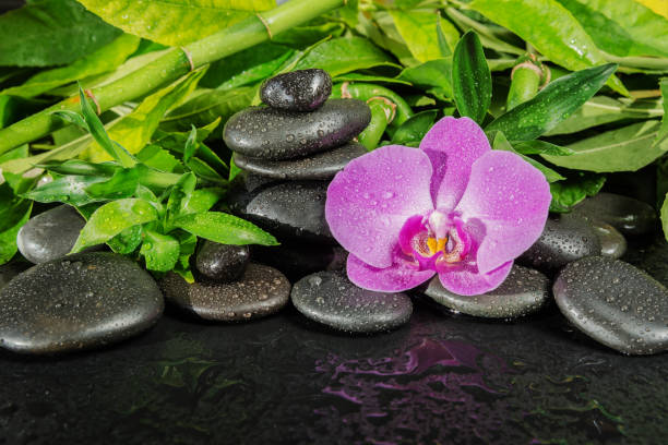спа концепция с дзен камни, цветок орхидеи и бамбука - buddhism zen like orchid stone стоковые фото и изображения
