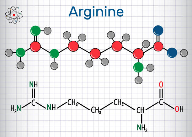 illustrazioni stock, clip art, cartoni animati e icone di tendenza di arginina (arg, r) molecola di amminoacido, è usato nella biosintesi delle proteine . formula chimica strutturale e modello molecolare. foglio di carta in gabbia - arginine