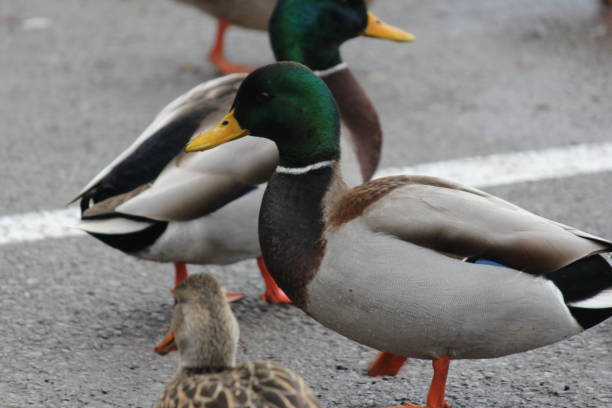 istock Mallard (Drake & Hen) Anas platyrhynchos 901988184