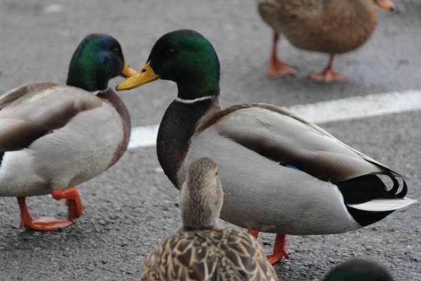 istock Mallard (Drake) Anas platyrhynchos 901988208