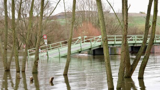 istock Trees standing in water in front of a small bridge in water 901996218