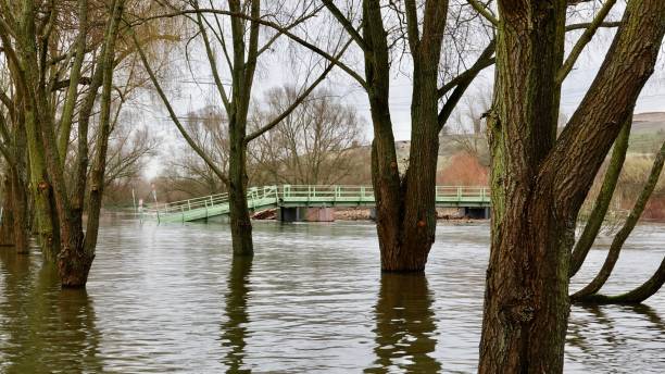 istock Trees standing in water in front of a small bridge in water 901996310