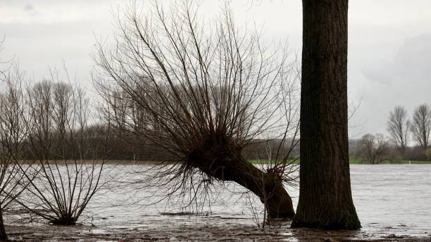 istock Crookedly sallow or willow trees standing in water 901996430
