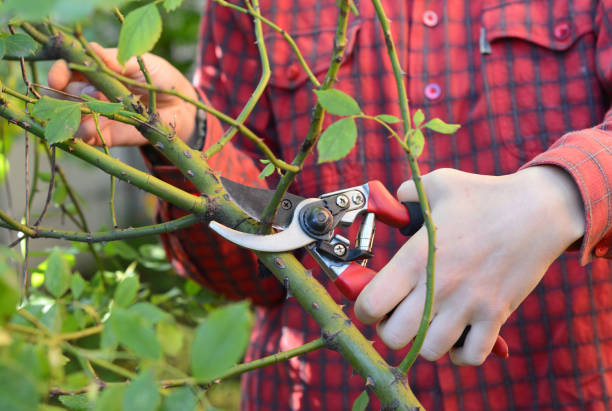 istock Gardener with garden pruning scissors pruning climbing roses . 901996460